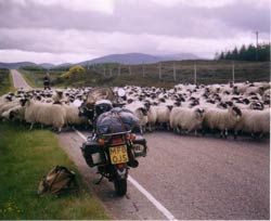 on the way to Shenval B&B Highland sheep rush hour © Jan Smeele
